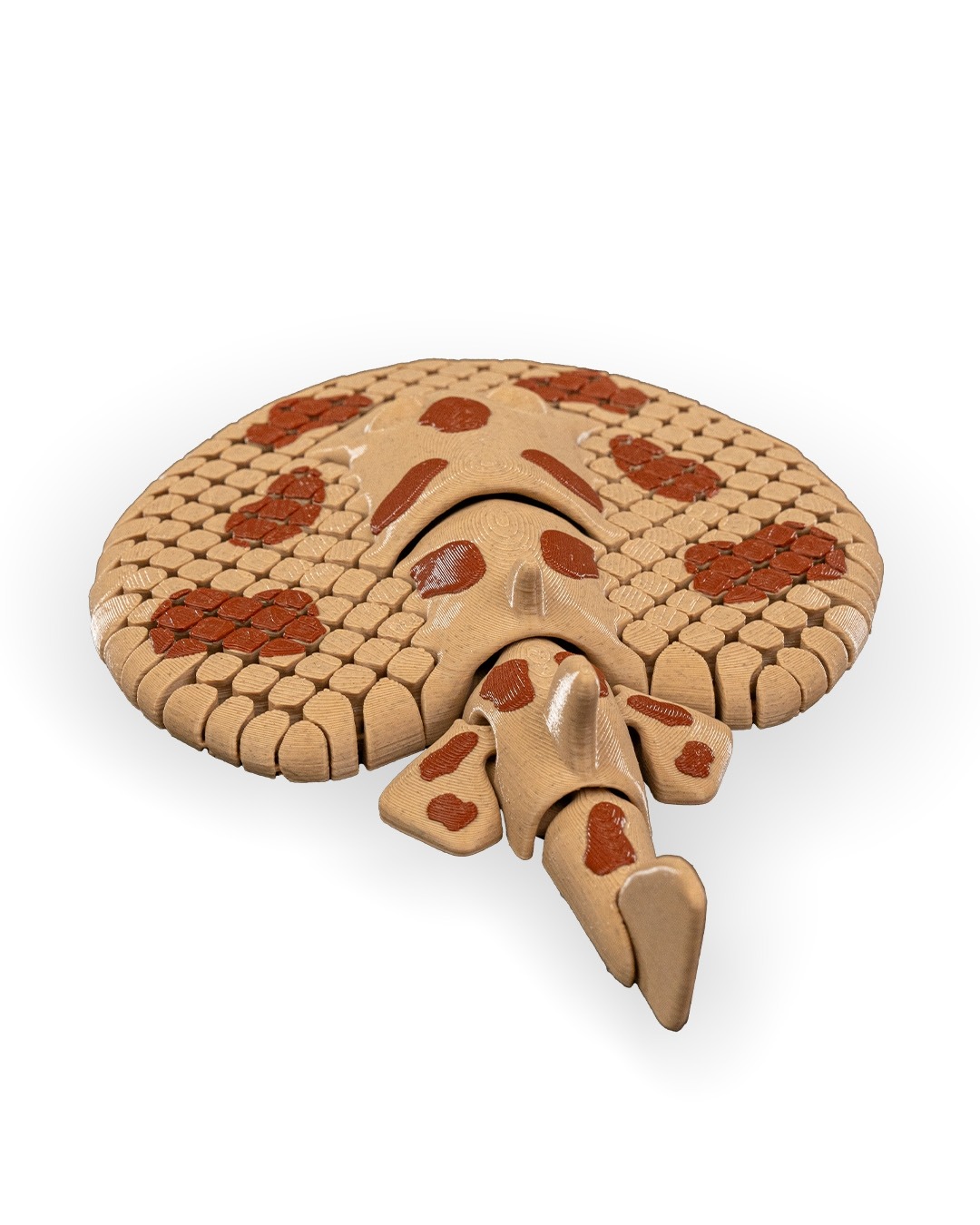 Lexi, The Electric Ray - Image 3