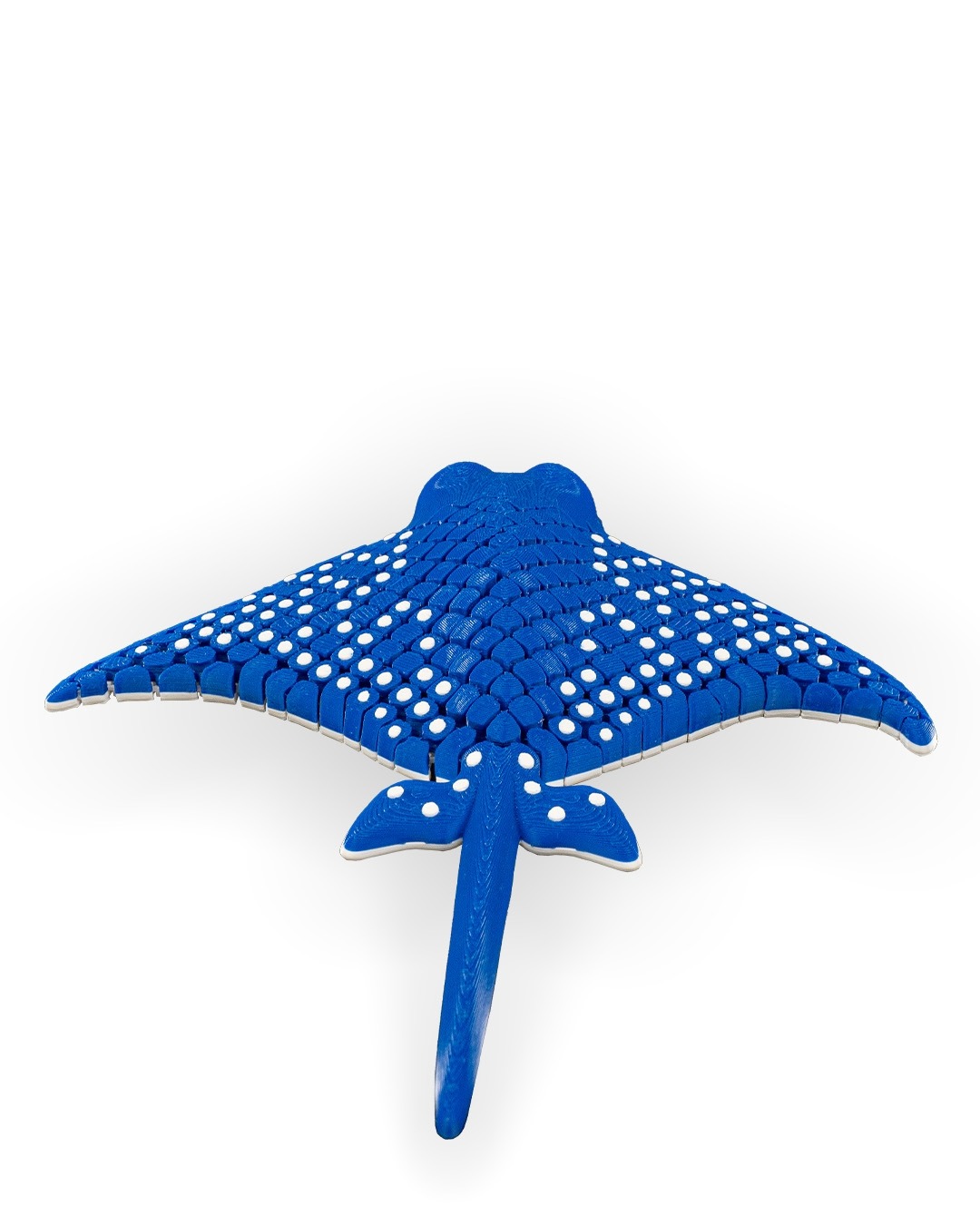 Igor, The Spotted Eagle Ray - Image 3