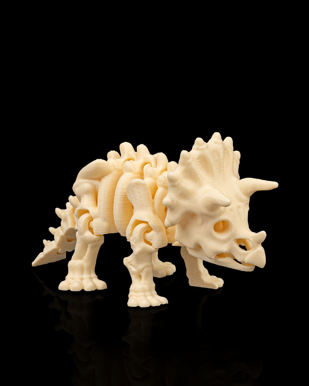 DINOSAUR Skeleton Kit - Image 7